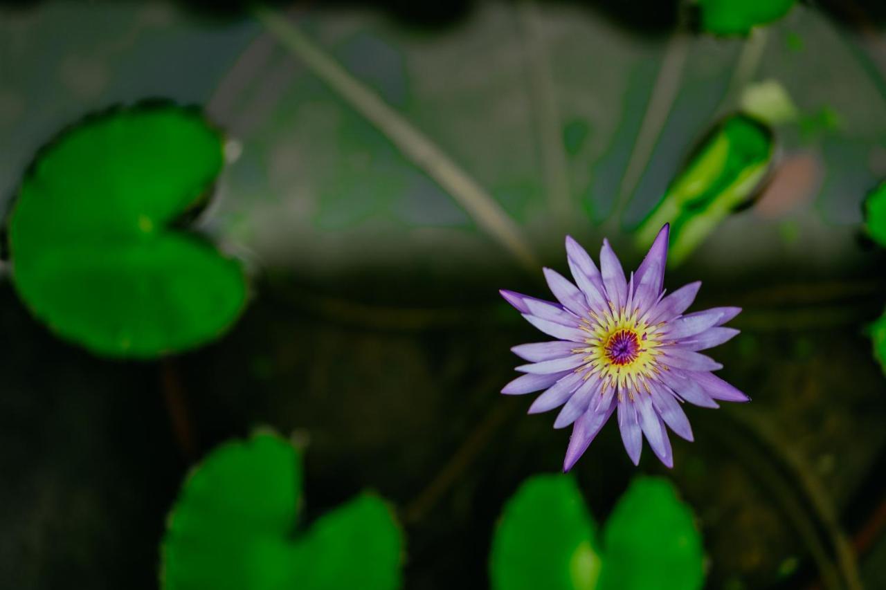 Jungle Lotus Villas Ubud Exterior foto